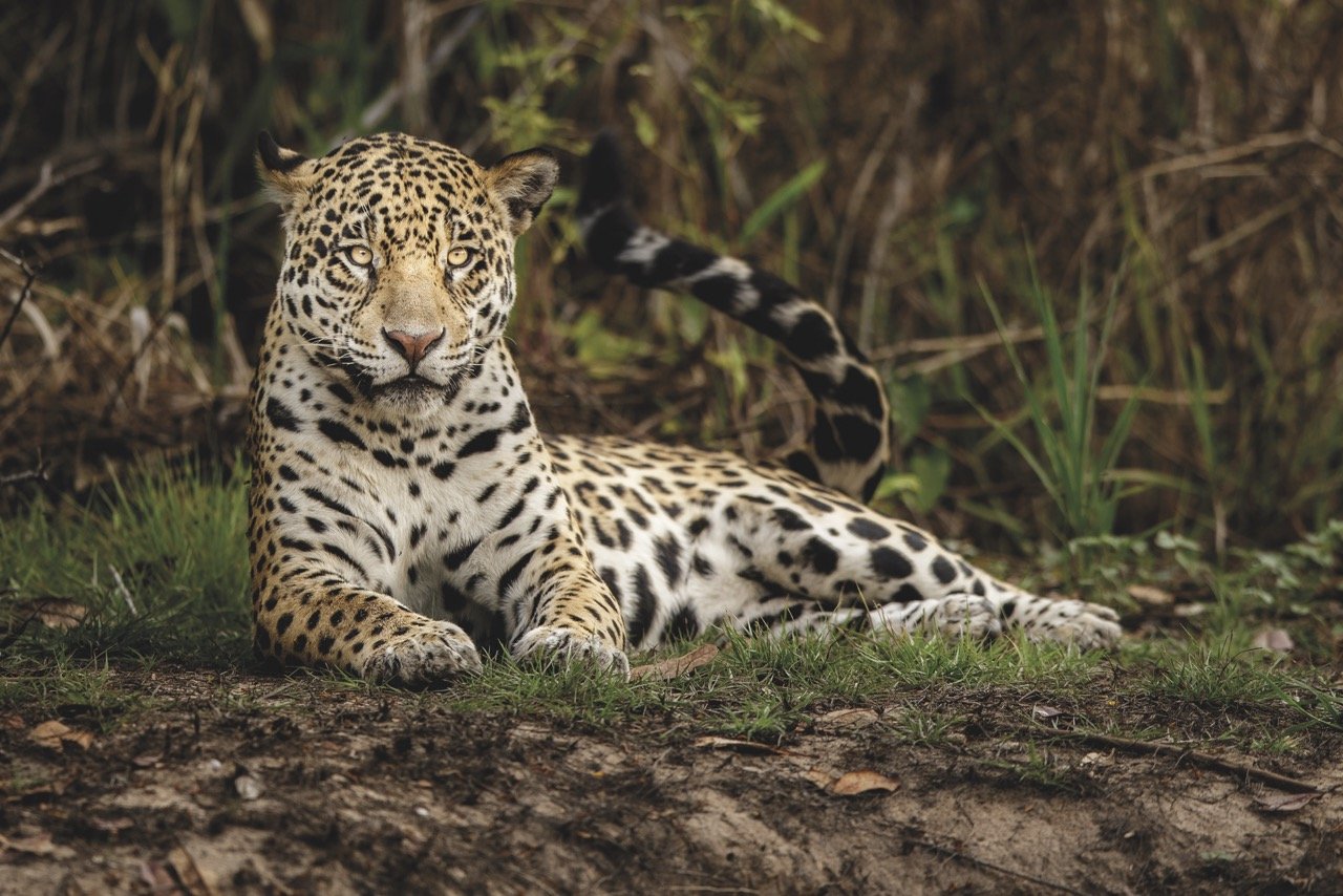 Tracking a King